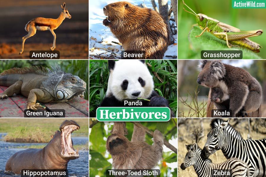 Climate change threatens herbivorous animals