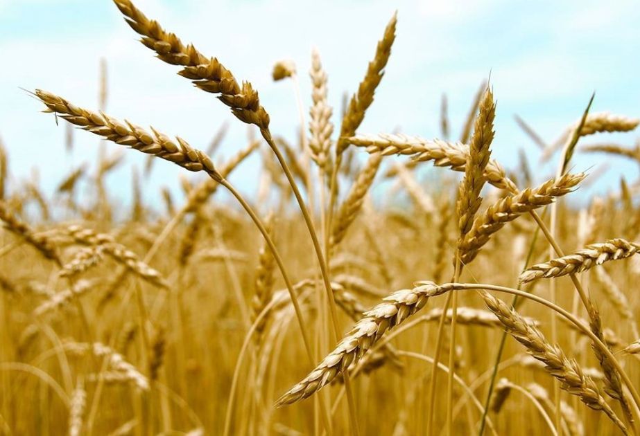 Egypt secures wheat supply for 2025, with most purchases from Russia