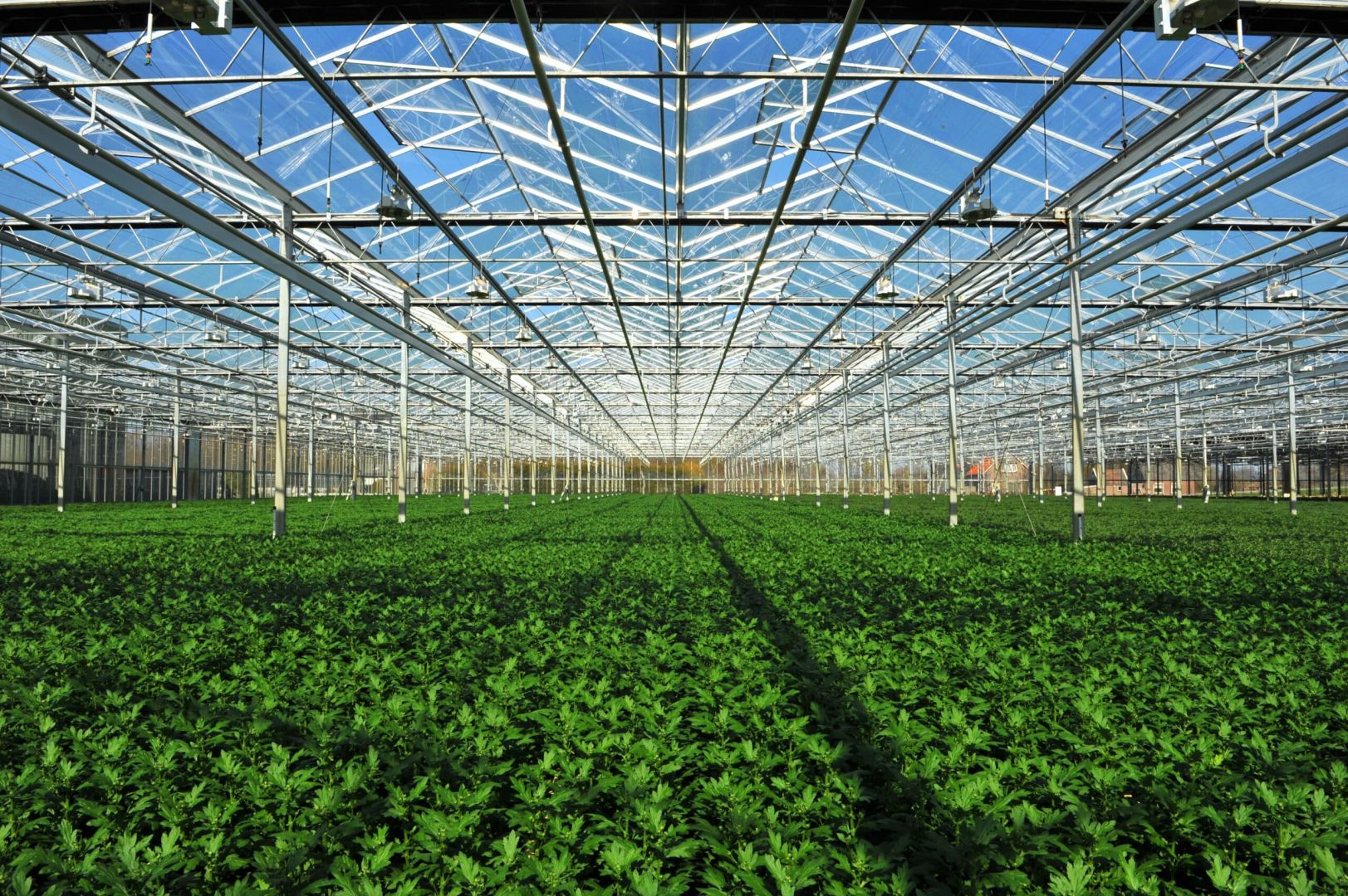 Azerbaijan achieves high export indicators in greenhouse products