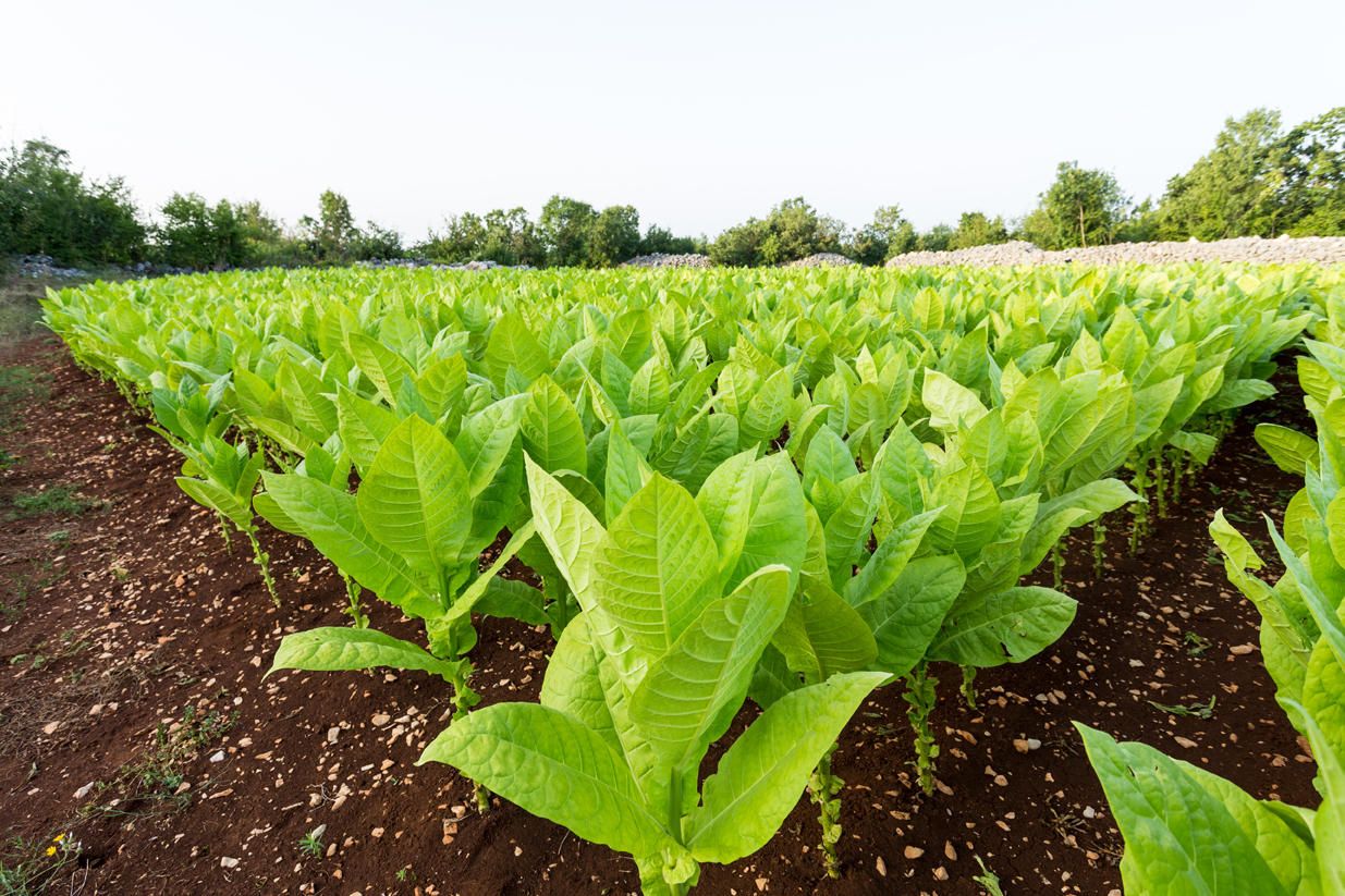 Tobacco production to begin at Agdam Industrial Park