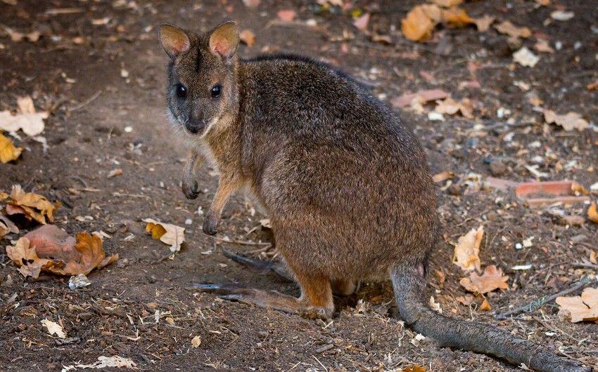 Scientists made breakthrough in study of Australia's rarest animals