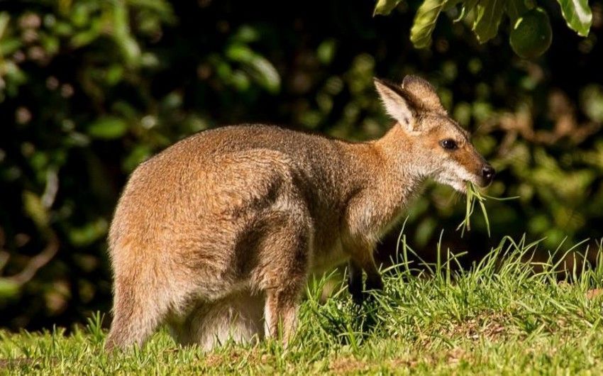 Kangaroo embryo grows for the first time in Australia using IVF