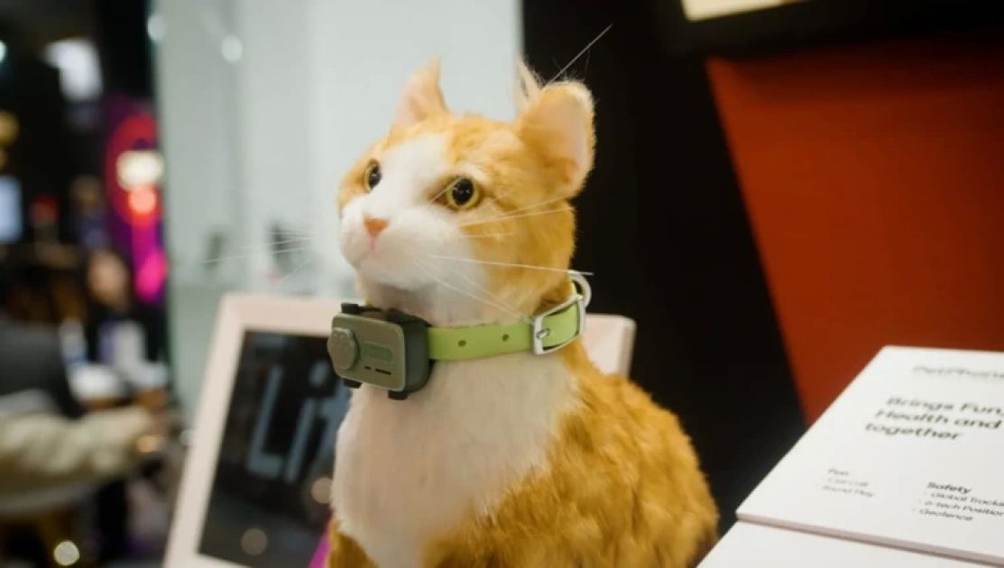 World's first smartphone for cats and dogs unveiled at MWC 2025