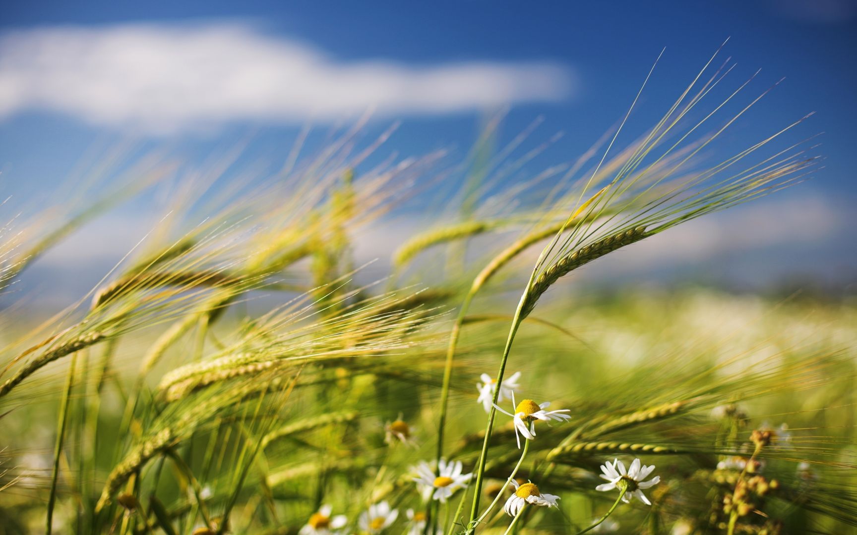 Wind Tuesday: Symbol of Nature awakening