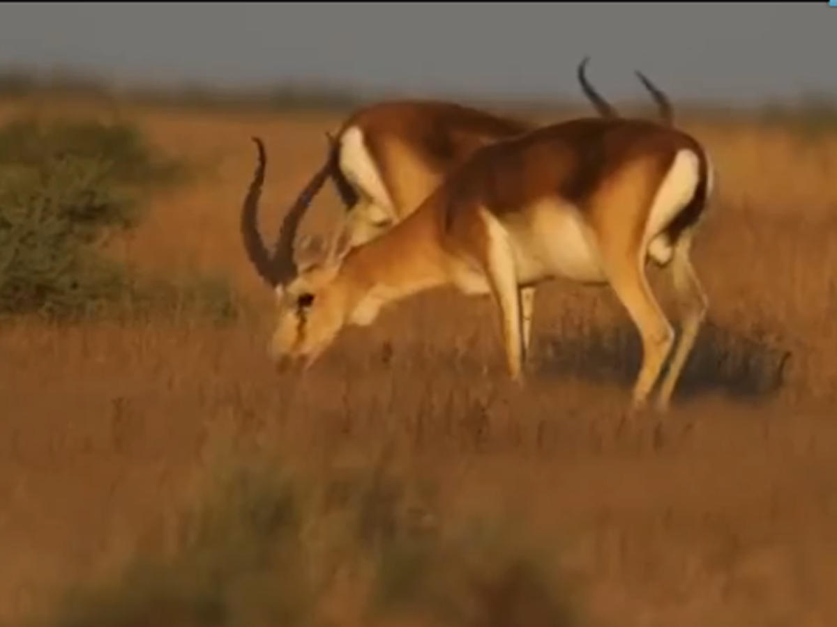 Feel the nature at Shirvan National Park - VIDEO