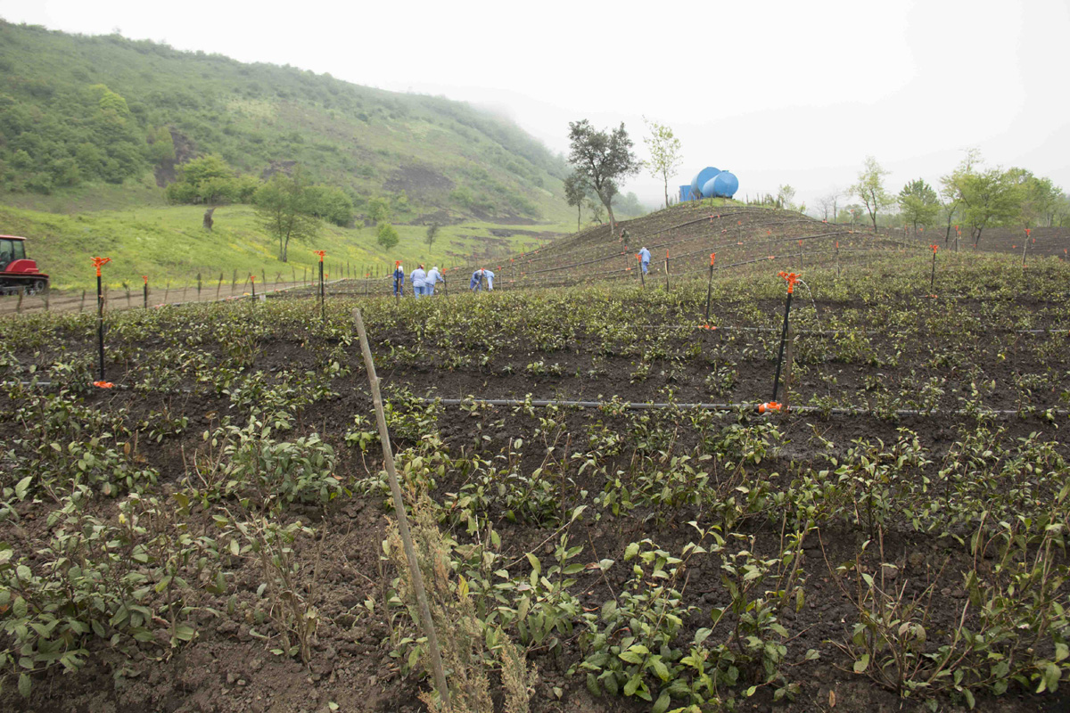 FAO backs rural women in Azerbaijan