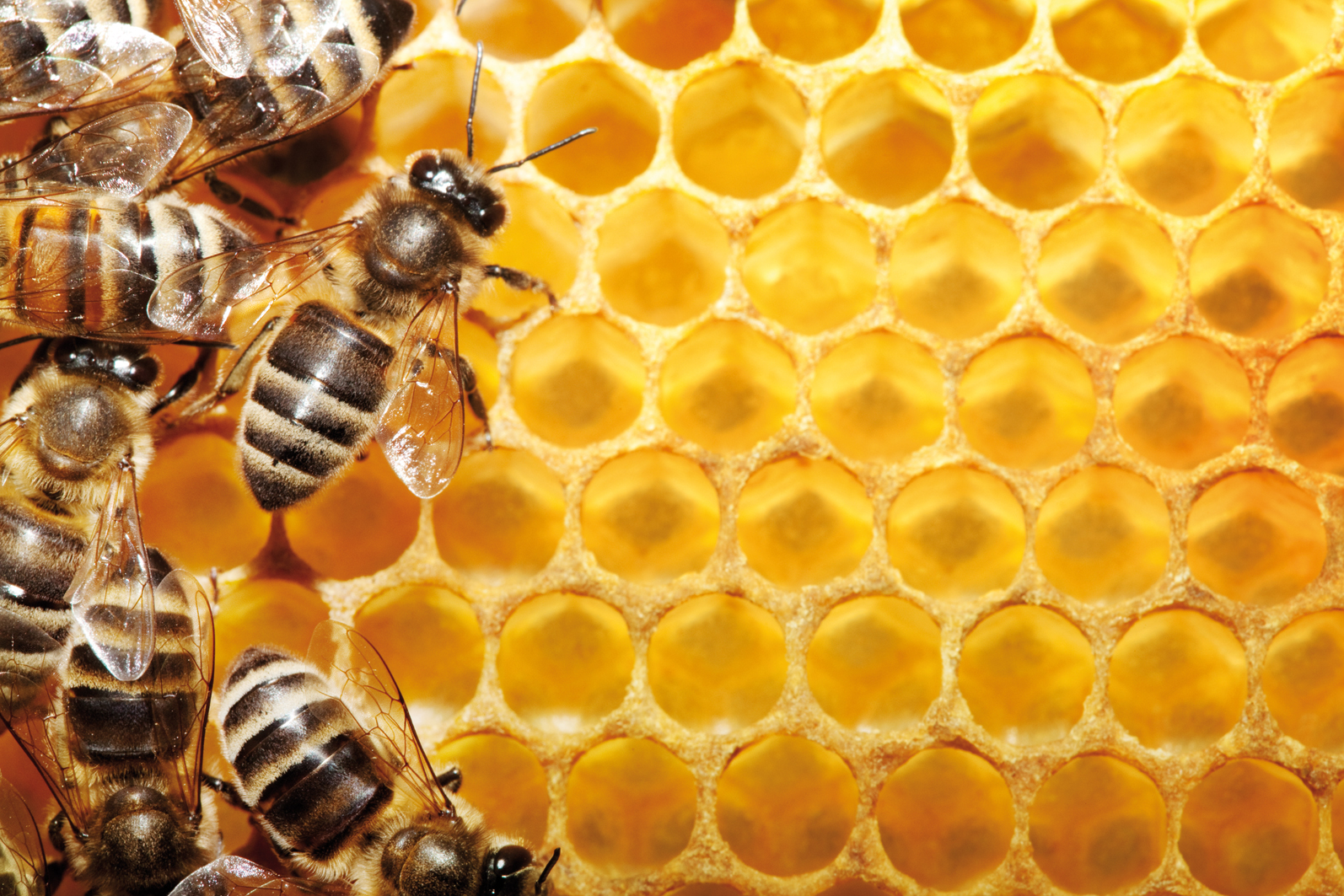 Uzbekistan keen to develop beekeeping