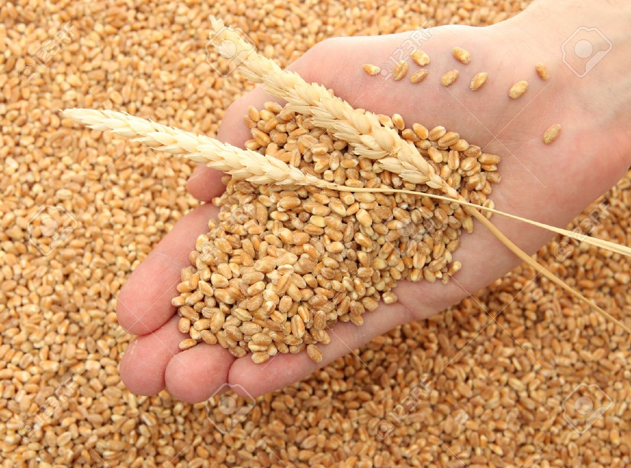 Turkey imposes new restrictions on Russian wheat imports