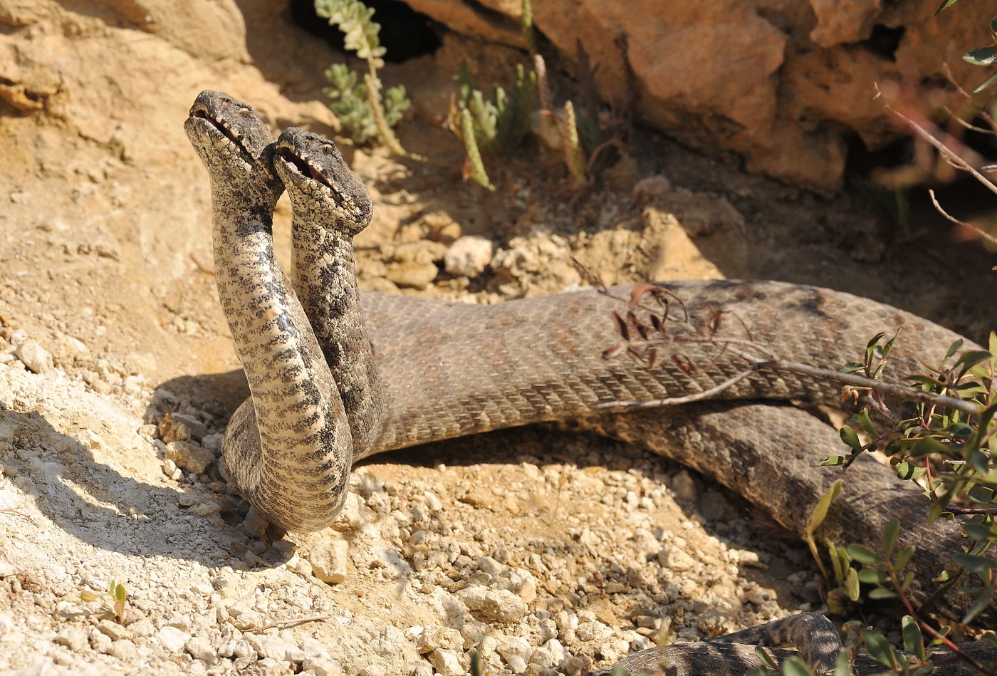 16 cases of snakebites reported in Azerbaijan