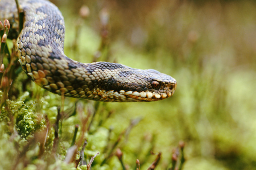 Be Prepared For Snakes In Spring